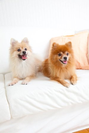 Photo for Two cute little pomeranian puppies on sofa - Royalty Free Image