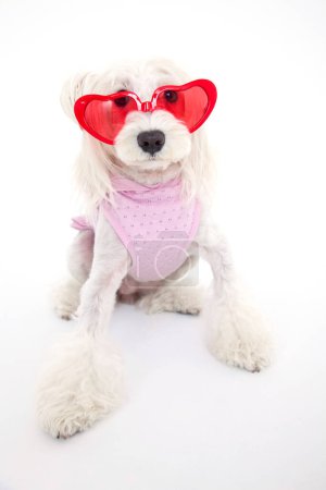 Photo for Close up beautiful dog in heartshaped eyeglasses - Royalty Free Image