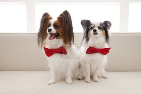 Photo for Two dogs with red bows sitting on couch - Royalty Free Image