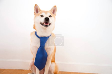 Photo for Adorable shiba inu dog in blue tie - Royalty Free Image