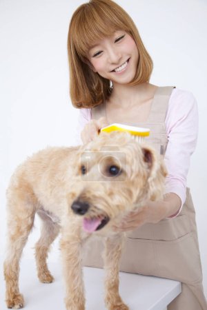 Téléchargez les photos : Femme toiletteur brossage chien fourrure - en image libre de droit