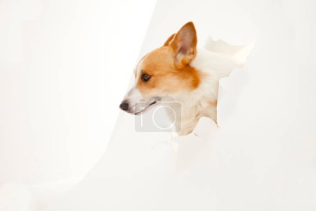 Téléchargez les photos : Mignon chien corgi regarder à travers le trou de papier - en image libre de droit