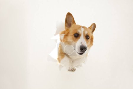Foto de Lindo perro corgi mirando a través de agujero de papel - Imagen libre de derechos