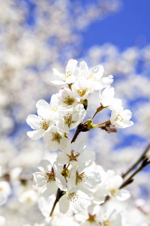 Téléchargez les photos : Fleurs de cerisier dans le jardin le jour - en image libre de droit
