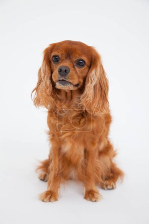 Portrait of English Cocker Spaniel isolated on white backgound 