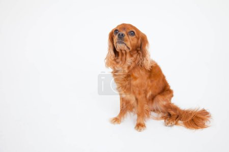 Portrait of English Cocker Spaniel isolated on white backgound  