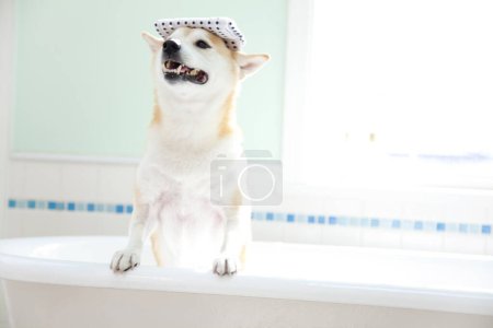 Photo for Cute dog shiba inu in a bathroom - Royalty Free Image
