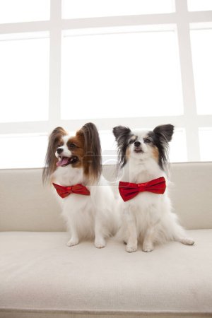 Téléchargez les photos : Deux chiens avec des arcs rouges assis sur le canapé - en image libre de droit