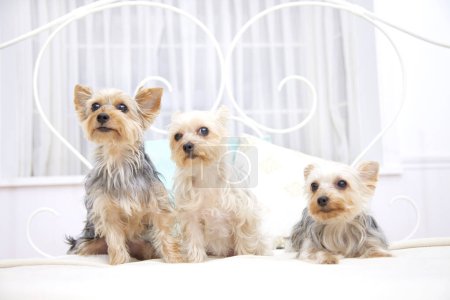 Photo for Cute yorkshire terrier dogs on bed at home - Royalty Free Image