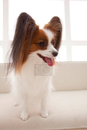 Photo for Cute Continental Toy Spaniel on couch - Royalty Free Image