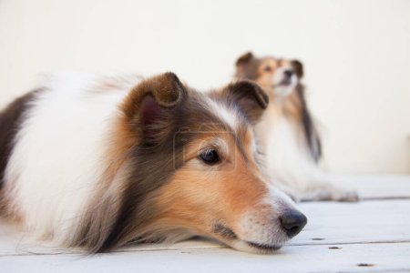 Foto de Adorable dos collie perros - Imagen libre de derechos
