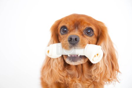 Foto de Perro con un hueso en la boca - Imagen libre de derechos