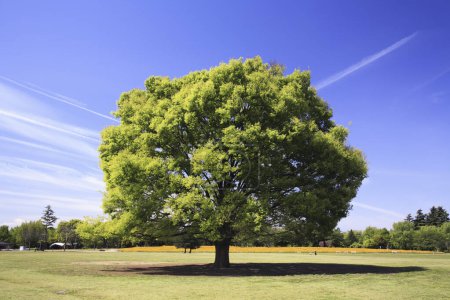 Téléchargez les photos : Grand arbre dans un champ avec un ciel bleu - en image libre de droit