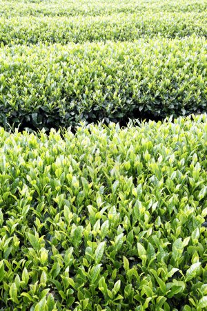 Téléchargez les photos : Plantation de théiers verts - en image libre de droit