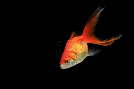 Téléchargez les photos : Beau poisson orange isolé sur fond noir - en image libre de droit