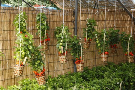 Foto de Tomates rojos que crecen en el invernadero - Imagen libre de derechos