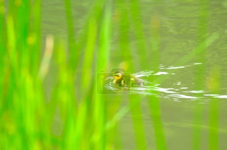 Photo for Close-up view of yellow duck in the water - Royalty Free Image