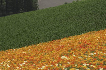 Téléchargez les photos : Beau paysage de champ fleuri des fleurs - en image libre de droit