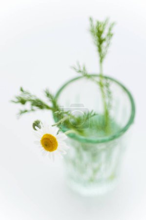 Foto de Hierba verde fresca y romero en frasco de vidrio. - Imagen libre de derechos