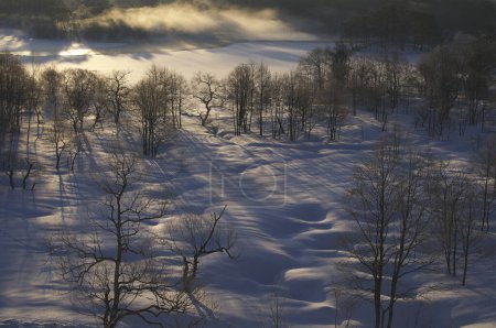 Téléchargez les photos : Beau paysage hivernal avec neige et arbres - en image libre de droit