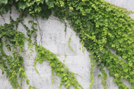 Téléchargez les photos : Feuilles de lierre vert sur fond de mur en béton - en image libre de droit
