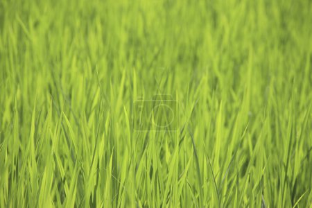Photo for Close up view of growing green rice field - Royalty Free Image