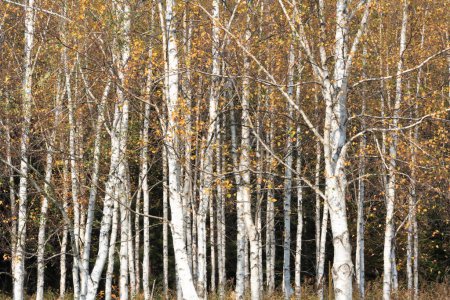 Téléchargez les photos : Paysage d'automne avec bouleau à l'automne - en image libre de droit