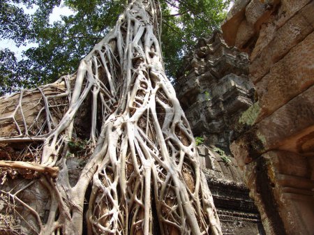 Téléchargez les photos : Big Tree Racine poussant sur les ruines dans Angkor wat temple - en image libre de droit