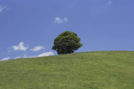 Foto de Hermosa vista del campo agrícola verde y el cielo azul en verano - Imagen libre de derechos