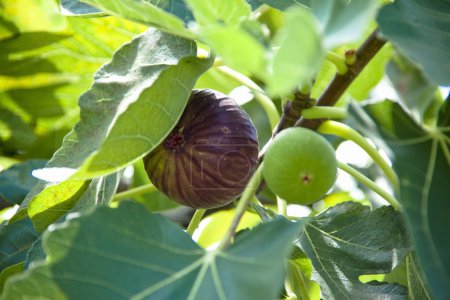 Photo for Ripe figs in the garden - Royalty Free Image