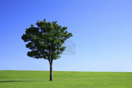 Téléchargez les photos : Arbre vert avec fond bleu ciel - en image libre de droit