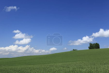 Téléchargez les photos : Belle vue sur le champ vert avec des arbres et un ciel bleu en été - en image libre de droit