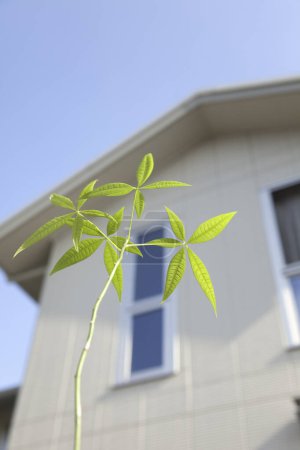Téléchargez les photos : Plante verte sur fond de maison floue - en image libre de droit