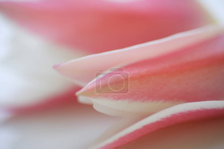 Foto de Fondo pétalo flor rosa - Imagen libre de derechos