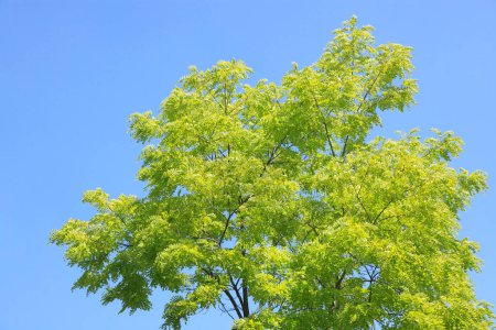 Téléchargez les photos : Belles feuilles vertes fraîches dans la forêt - en image libre de droit
