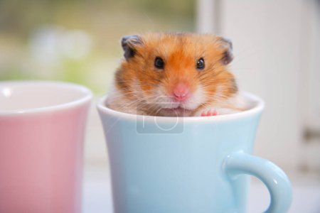 cute hamster hiding in blue cup 