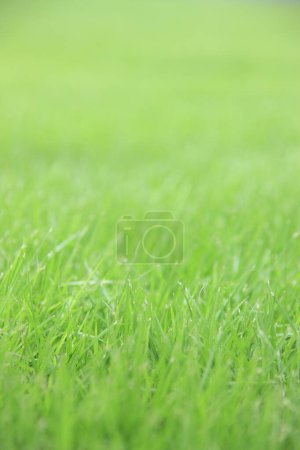 Foto de Blurred green grass on background, close up - Imagen libre de derechos