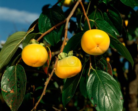 Foto de Caquis amarillos maduros en un árbol - Imagen libre de derechos