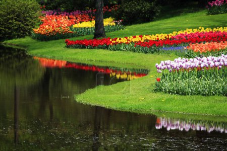 Foto de Campo de flores con el río en el fondo - Imagen libre de derechos