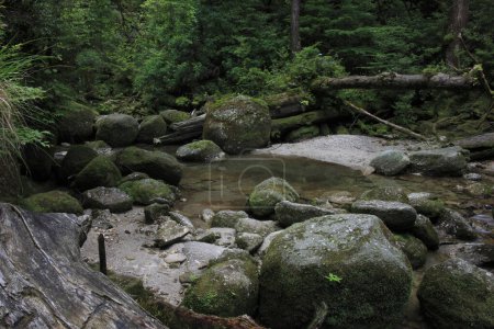 Téléchargez les photos : Une belle vue du ruisseau dans les montagnes dans la forêt - en image libre de droit