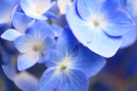 Téléchargez les photos : Fleurs bleu hortensia dans le jardin. vue rapprochée - en image libre de droit