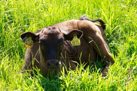 Téléchargez les photos : Vaches pâturant dans le champ vert - en image libre de droit