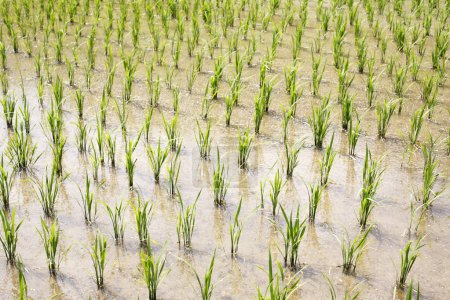 Foto de Brotes de arroz que crecen en el arrozal en Asia - Imagen libre de derechos