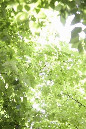 Foto de Ramas verdes de árboles de verano - Imagen libre de derechos