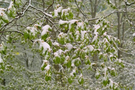 Foto de Ramas verdes de árbol cubiertas de nieve - Imagen libre de derechos