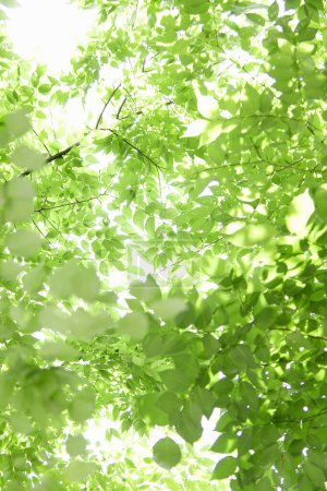 Téléchargez les photos : Branches vertes d'arbres d'été - en image libre de droit