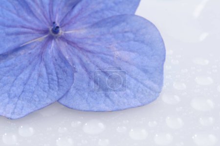 Téléchargez les photos : Pétales de fleurs bleues avec gouttes de rosée, gros plan - en image libre de droit