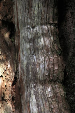 Photo for Tree bark texture close up - Royalty Free Image