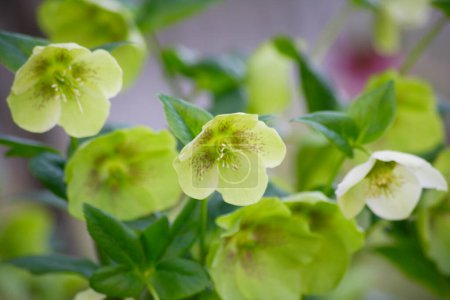 Téléchargez les photos : Belles fleurs jaunes et des plantes vertes dans le jardin - en image libre de droit