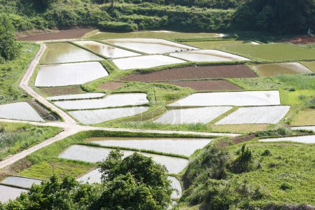 Téléchargez les photos : Belle vue sur les rizières en montagne - en image libre de droit